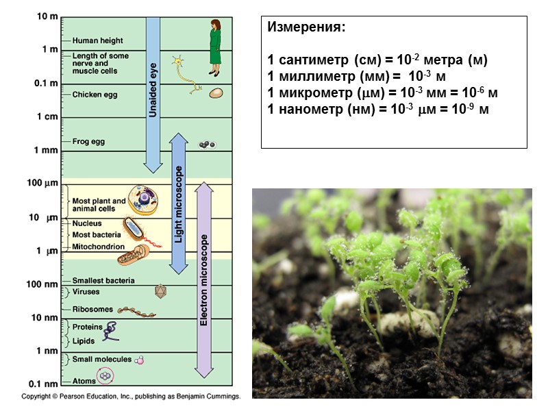 Измерения:  1 сантиметр (cм) = 10-2 метра (м) 1 миллиметр (мм) = 